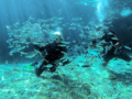 Divers Delight